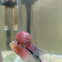 فلاور جفت|ماهی|اسلام‌شهر, صادقیه|دیوار