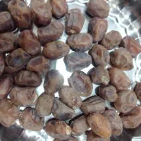 خرمایی برهی تازه دروشت