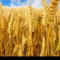 فروش زمین کشاورزی