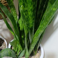 گل سانسوریا پوست ماری اصیل سایز بزرگ|گل و گیاه طبیعی|تهران, حشمتیه|دیوار