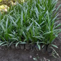 نشاء لاوسون فونیکس نایلکسی سرو شیراز لاوسون سطل 12|خدمات باغبانی و درختکاری|رودسر, |دیوار
