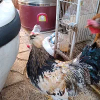 فروش دوعدد خروس