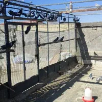 کفتر گرو پرشی سیاه زرهی|پرنده|عسگران, |دیوار