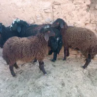 بره قوچ همو|حیوانات مزرعه|تربتحیدریه, باغ ملی|دیوار