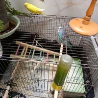 مرغ عشق مولد برای جوجه کشی و هر دو تقریبا دستی|پرنده|مرودشت, فرهنگ|دیوار