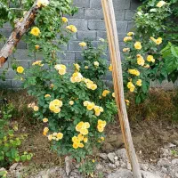 زمین-کشاورزی-چهار-دیواری-در-زازران