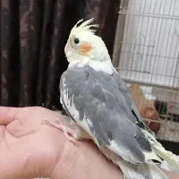 عروس هلندی۶ماهه