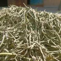 خریدار عمده رزماری و بهلیمو