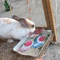 خرگوش