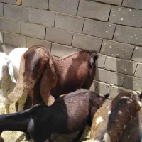 بز بره|حیوانات مزرعه|هیرمند, |دیوار