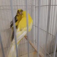 جفت قناری رسمی بلند|پرنده|تهران, حشمتیه|دیوار