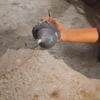 کفتر|پرنده|اردکان, |دیوار