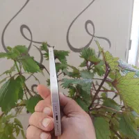 آیفون ۱۳ سفید در حد نو بدون خط|موبایل|حمیدیا, |دیوار