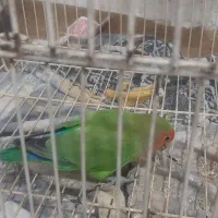 طوطی برزیلی|پرنده|اردبیل, |دیوار