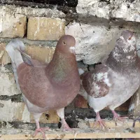 کبوتر زینتی