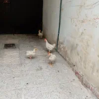 فروش جوجه خروس
