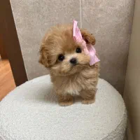 سگ تو جیبی|سگ|شیراز, آبیاری|دیوار