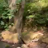 نقره