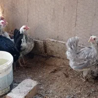 مرغ خروس