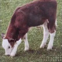 کارگرگاوداری