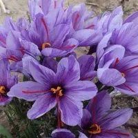 فروش گل زعفران