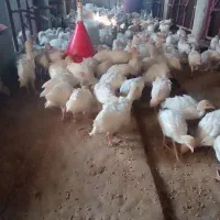 بوقلمون گوشتی بیوتی 6|حیوانات مزرعه|جوین, |دیوار