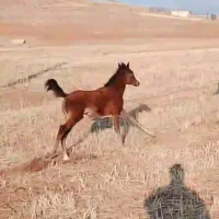 کره مادیان نشان دار