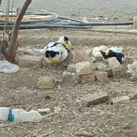 سلام سه عدد اردک و دو غاز