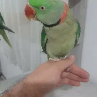 شاه طوطی نر فوق العاده رام ودستی|پرنده|شهریار, شهرک وائین|دیوار