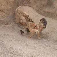 مرغ و خروس گلین