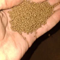 خوراک یا غذای ماهی گوشتخوار و گیاه خوار و گوپی|ماهی|شیراز, نصرآباد|دیوار