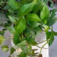 پتوس کاسه ای بزرگ رونده آویز پُر برگ|گل و گیاه طبیعی|قم, نیروگاه|دیوار