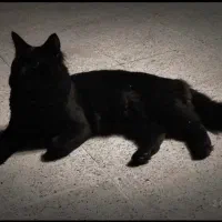 واگذاری گربه نژاد ترکیش|گربه|گلبهار, شهر جدید گلبهار|دیوار