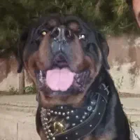 سگ روت وایلر