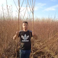 انواع نهال سیب و هلو و گردو موجود در نهالستان|گل و گیاه طبیعی|مراغه, |دیوار