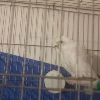 مرغ عشق پروانه ای/ مولد /آلبینو کم یاب