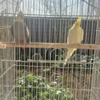 یک جفت عروس بالغ|پرنده|رشت, جانبازان|دیوار