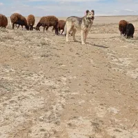 سگ سرابی