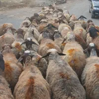 میش و بره گوسفند آبستن سنگین جوان با۴راس بره