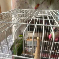 لوری سینه ببری