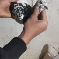 بزک و آلمانی