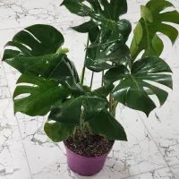 گل فروشی|گل و گیاه طبیعی|جهرم, |دیوار