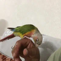 گرینچیک