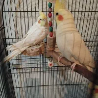 عروس هلندی  و برزیلی|پرنده|ری, سیزده آبان|دیوار