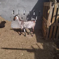 کهره آغوس|حیوانات مزرعه|قشم, |دیوار