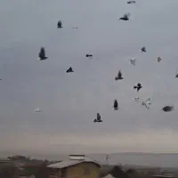 کفتر بوم تعداد ۳۵ عدد|پرنده|گلبهار, نوبهار|دیوار