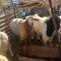 بره بزغاله گوسفند