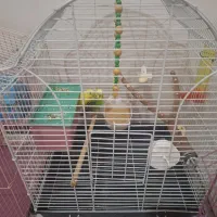 فروش پرندگان زینتی