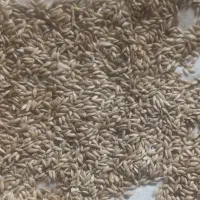 فروش بذر گندم ،عدس،تخم کتان همگی بوجاری شده|گل و گیاه طبیعی|قشلاق دشت, |دیوار