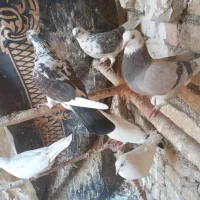 کبوتر‌|پرنده|جوادآباد, |دیوار